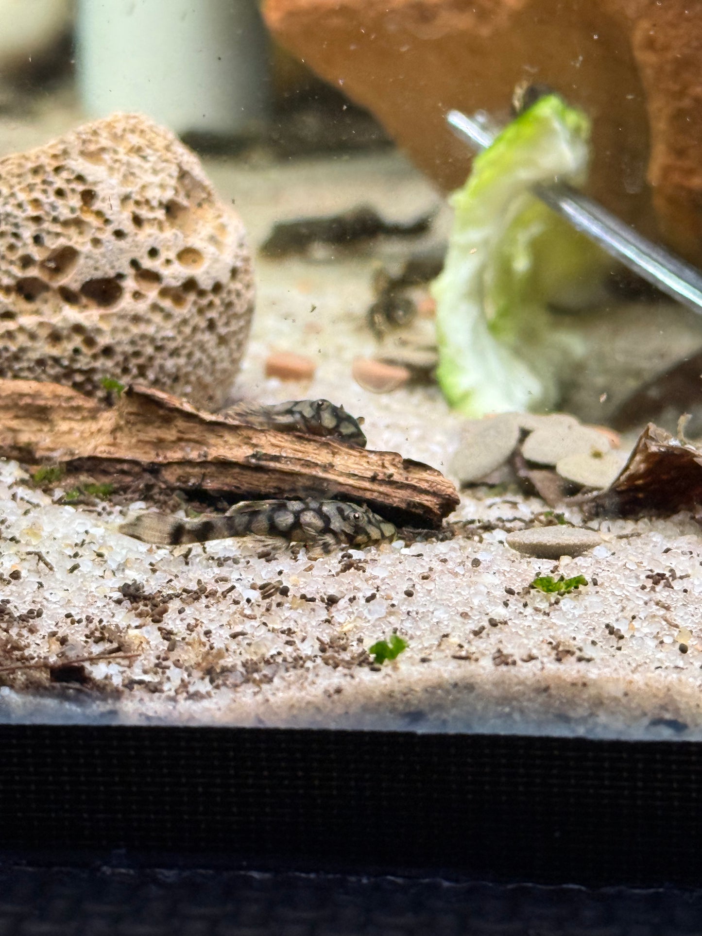 L519 Honeycomb Bristlenose (3-4cm)