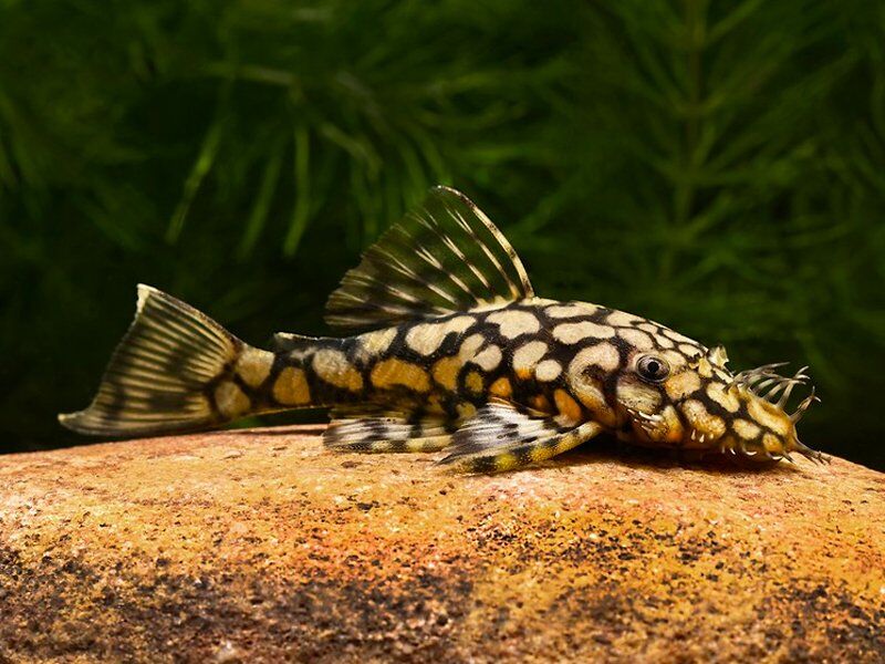 L519 Honeycomb Bristlenose (3-4cm)