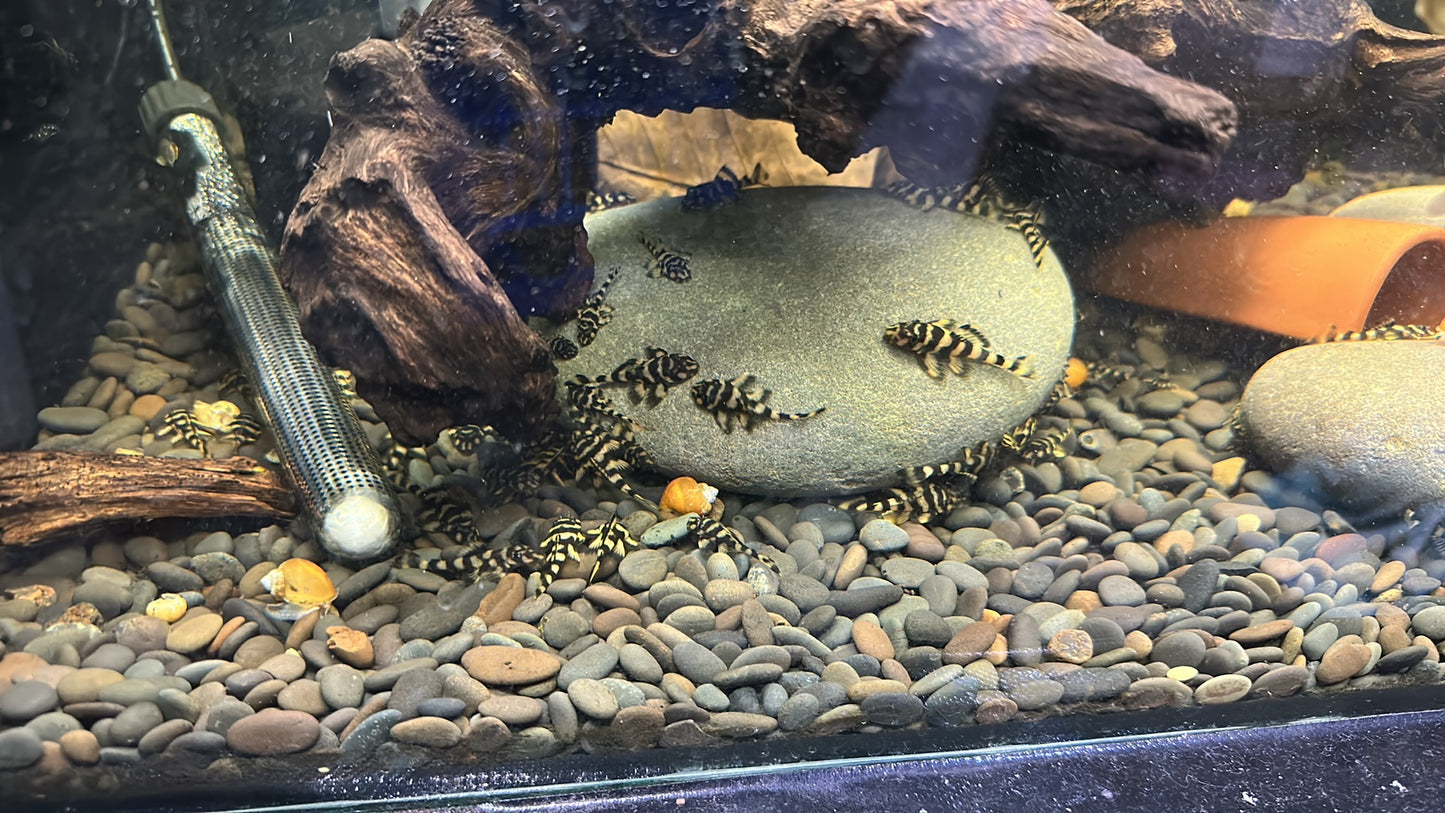 L168 Butterfly Pleco (5-6cm)