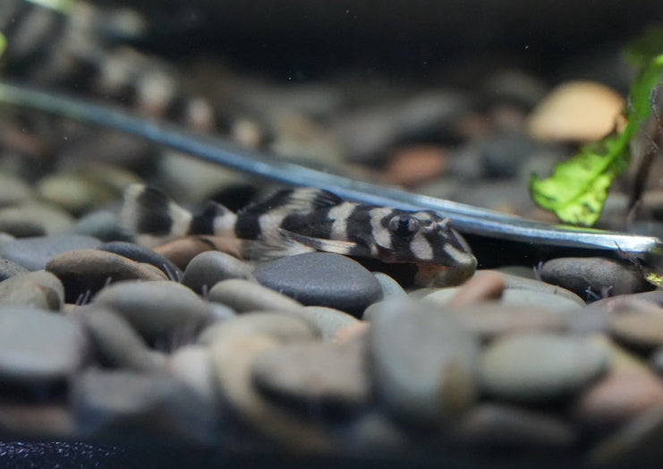 L168 Butterfly Pleco (6.5-8cm)