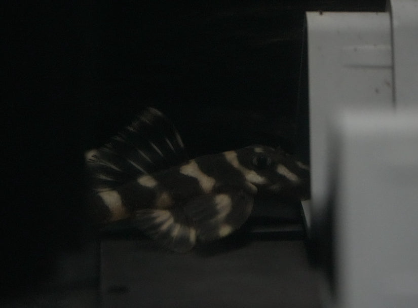 L168 Butterfly Pleco (6.5-8cm)