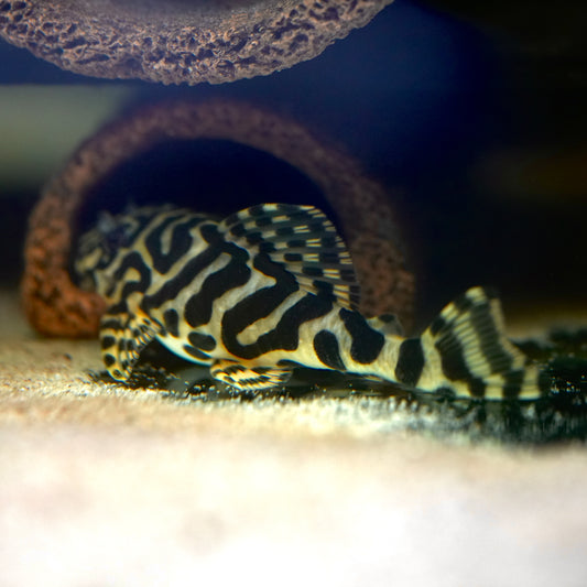 L134 Leopard Frog Pleco (3cm)