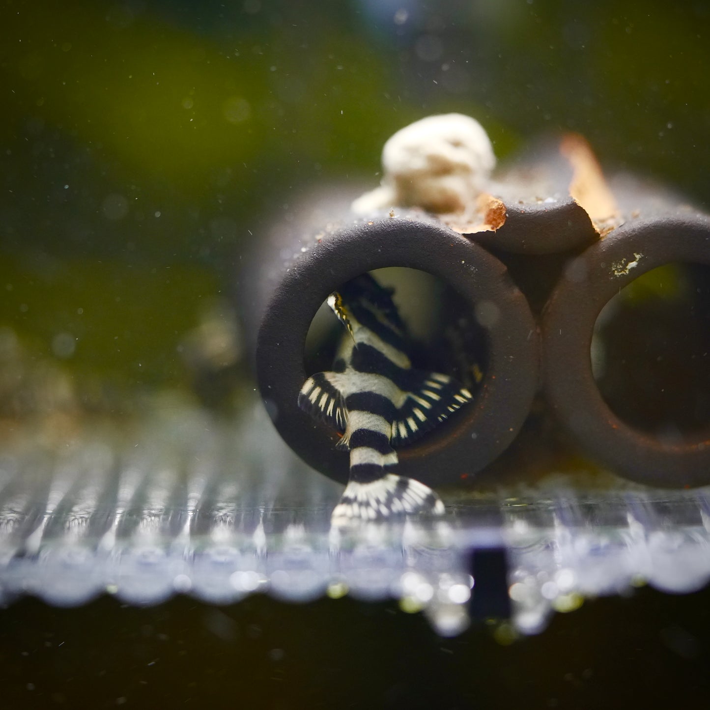 L134 Leopard Frog Pleco (3cm)