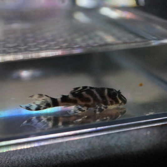 L333 King Tiger Pleco (3-4cm)