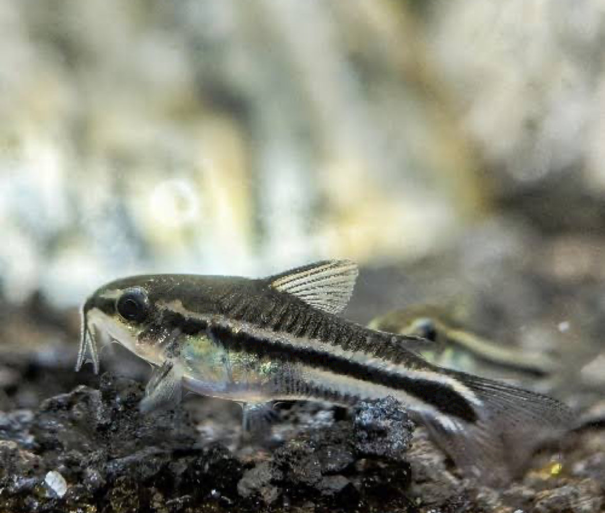 Pygmy Corydoras| 1-2cm (Group of 5)