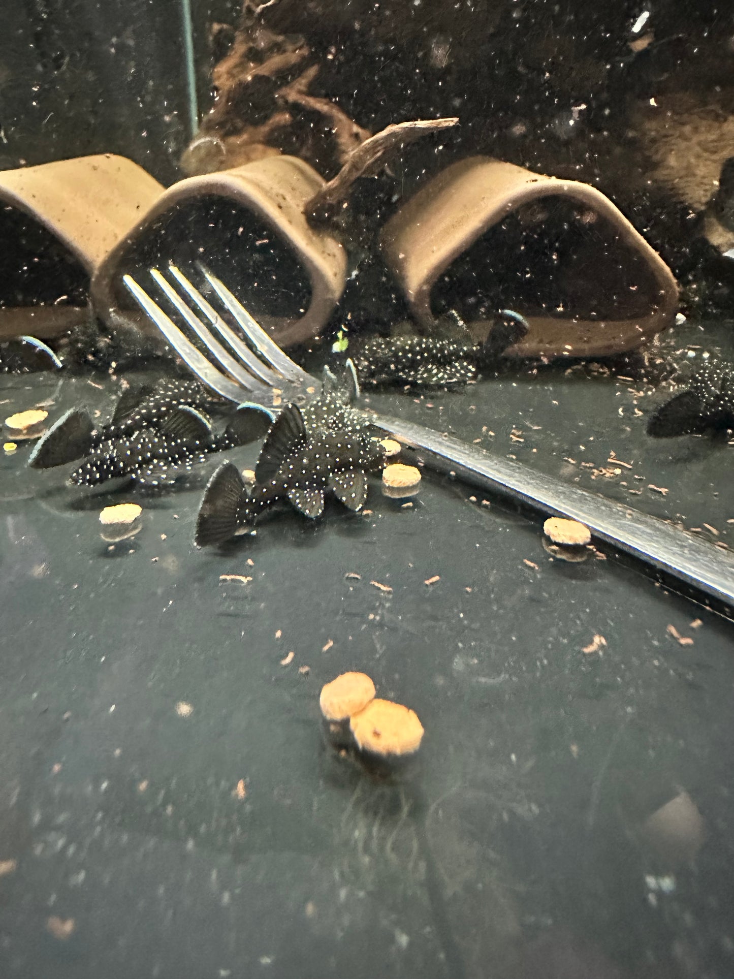 Peppermint Bristlenose (3-4cm)