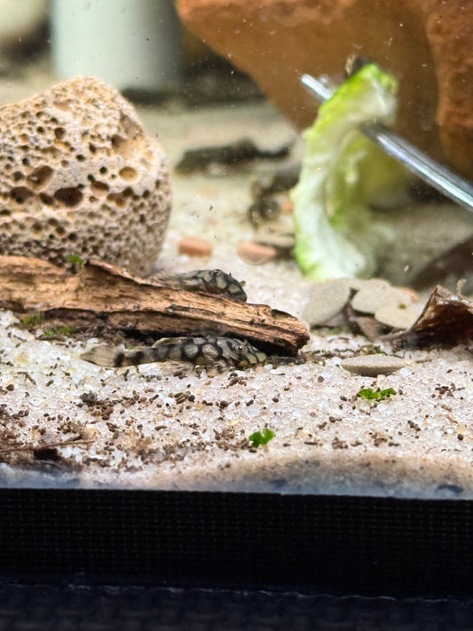 L519 Honeycomb Bristlenose (3-4cm)