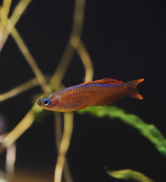 Red Neon Blue Eye (Pseudomugil Luminatus) - COMING SOON