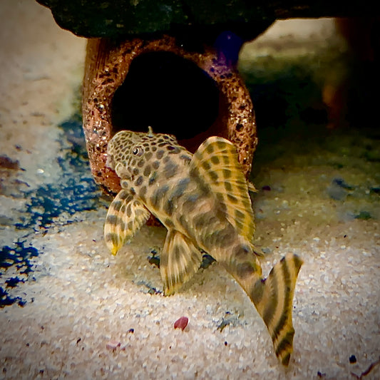 L387 Tangerine Tiger Pleco (3-4cm)