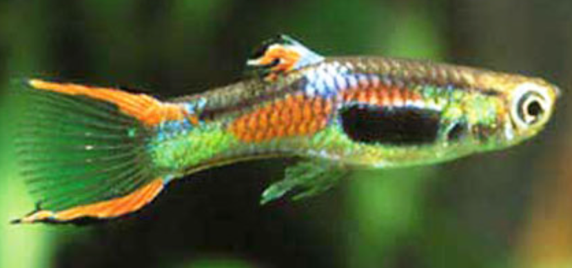 Black Bar Endler PAIR